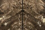 10.1" Tall, Triassic Age, Petrified Wood Bookends - Arizona - #199163-2